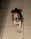 Colin II