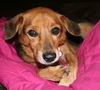 Daisy X
