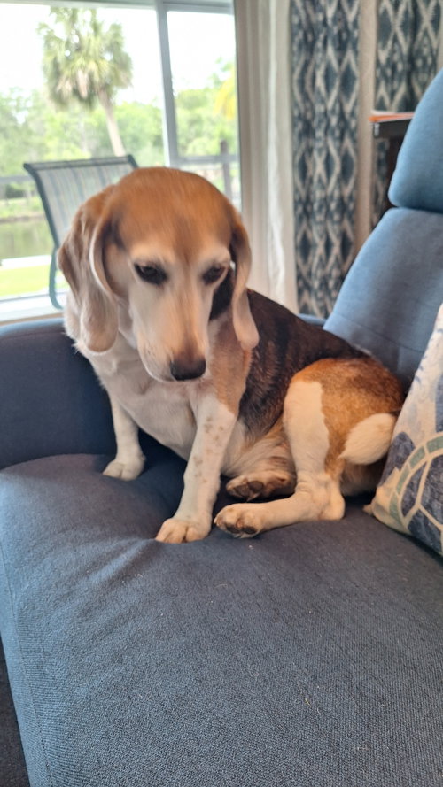 George (aka Franklin III)