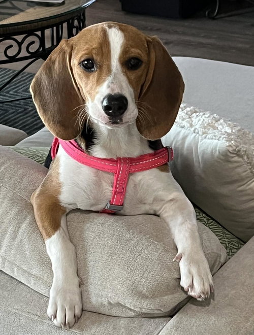 Stella V