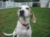 Daisy V