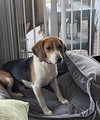 Angus