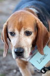Louie VI