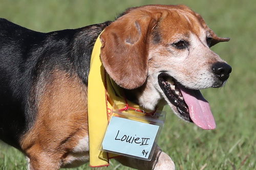 Louie VI