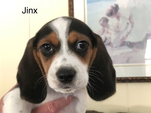 Cera's Puppy Jinx