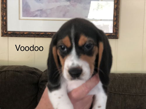 Cera's Puppy Voodoo