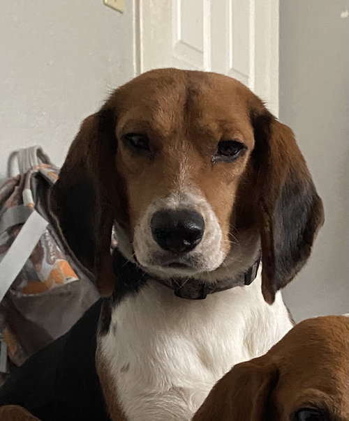 Sir Muffington