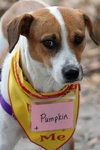 Pumpkin IV