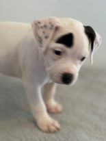 Pumpkin's Puppy Spots
