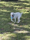 adoptable Dog in  named Akamaru (Fka Kodiak)