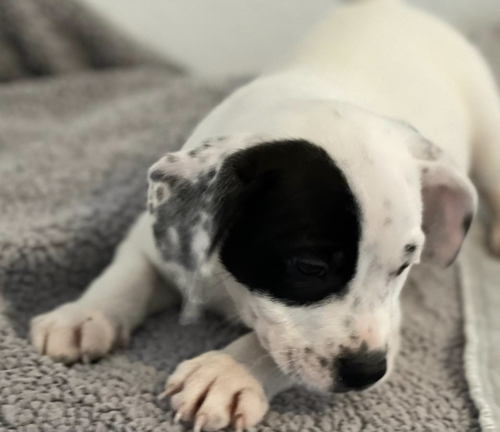 Pumpkin's Puppy Phantom