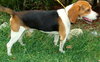 Tucker