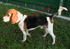 Tucker