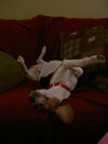 Tucker