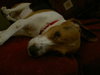 Tucker