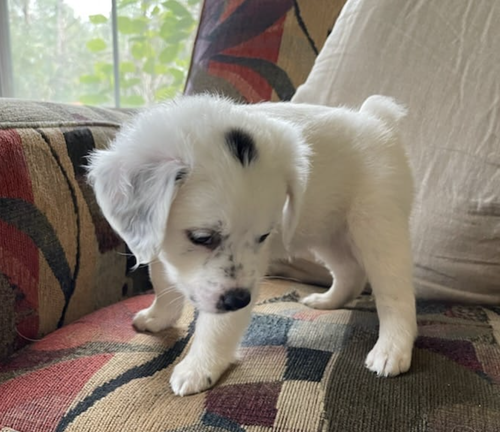 Pumpkin's Puppy Zen