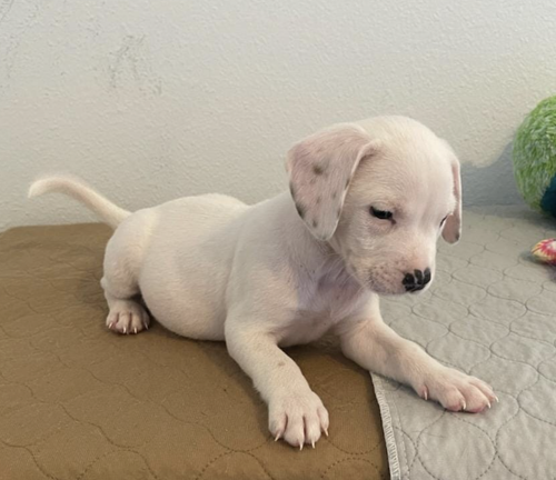 Pumpkin's Puppy Sitka