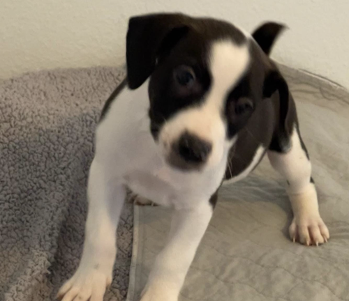 Pumpkin's Puppy Scout