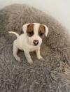 Pumpkin's Puppy Fiona