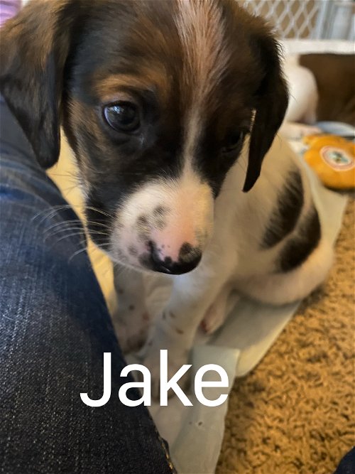 Daffy's Puppy Jake