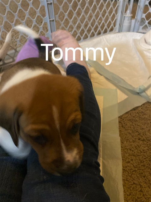Daffy's Puppy Tommy