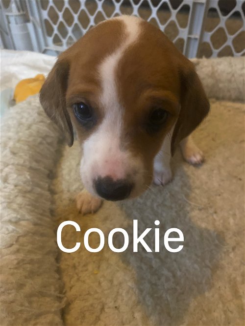 Daffy's Puppy Cookie