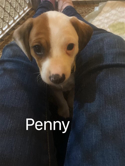 Daffy's Puppy Penny