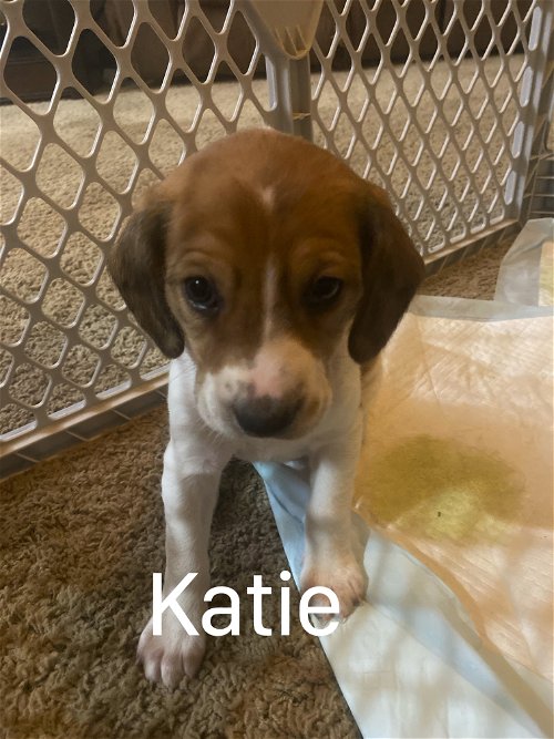 Daffy's Puppy Katie