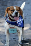 Bucky III