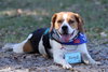 Bucky III