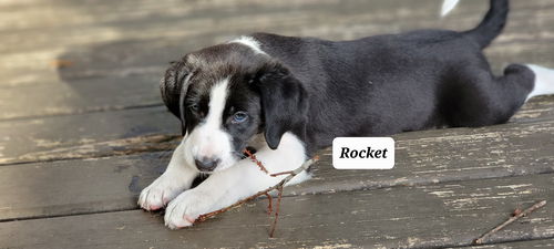 Ginger's Puppy Rocket