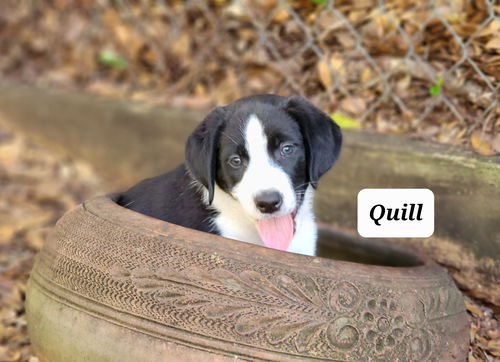 Ginger's Puppy Quill