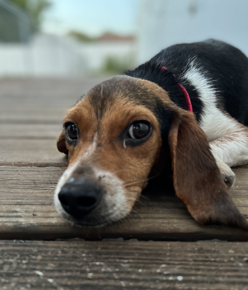 Tillie