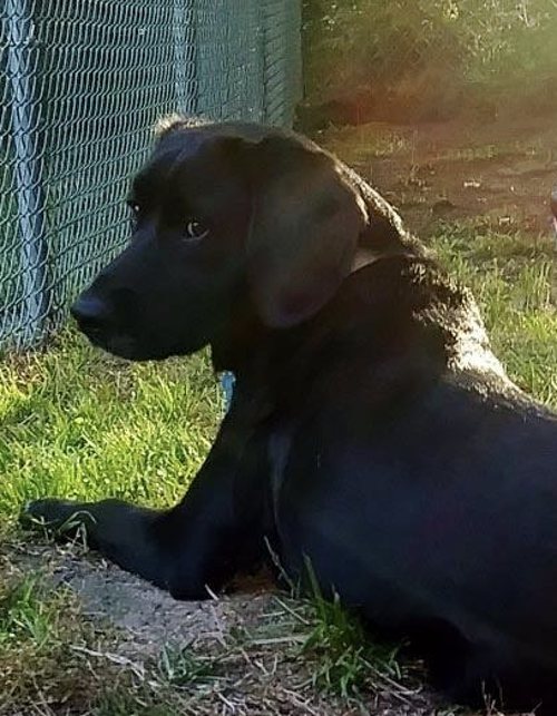Jet