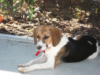 Citrus #1 F Pup