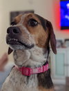 Roxy VI