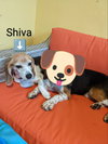 Shiva