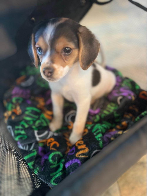 Millie III