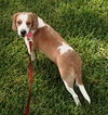 Jethro