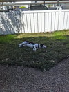 Blitzen II