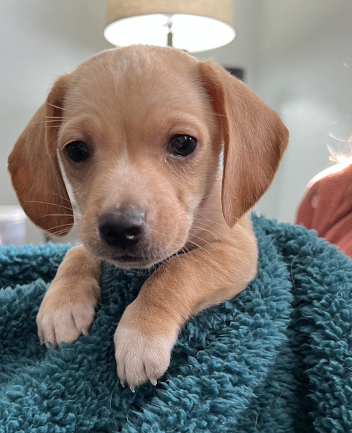 Louisiana Puppy Curly