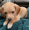 Louisiana Puppy Curly