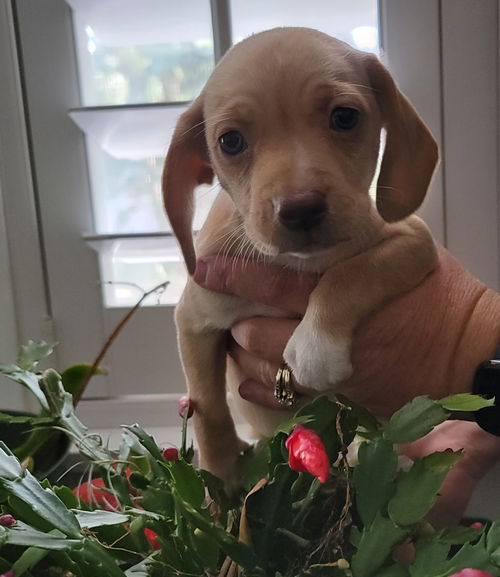 Louisiana Puppy Ellen