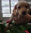 Cookie (fka Louisiana Puppy Audrey)