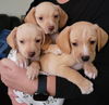 Louisiana Puppy Clark