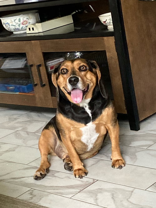 Buddy Biscuit