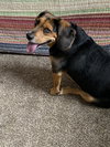 Buddy Biscuit