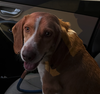 Copper Todd