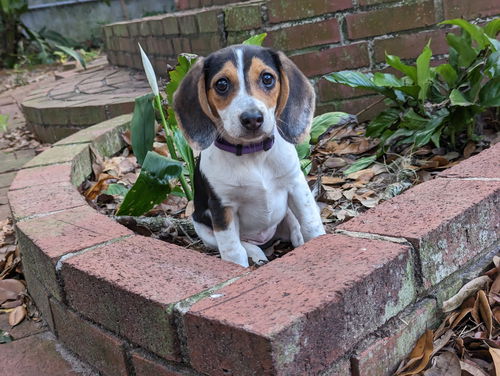 Baker Puppy Daisy