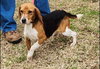 Bocephus III